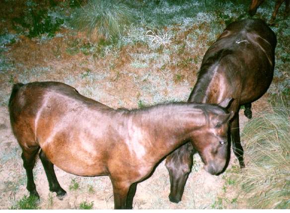 Wildhorses 1993.jpg